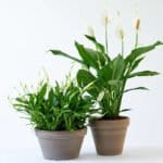 spathiphyllum
