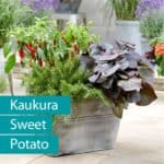 süsskartoffel_kaukura