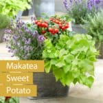 süsskartoffel_makatea