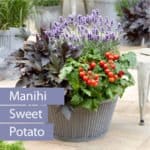 süsskartoffel_manihi