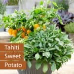 süsskartoffel_tahiti