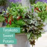 süsskartoffel_tatakotoi