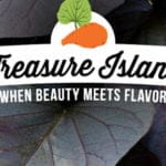 süsskartoffel_treasure_island