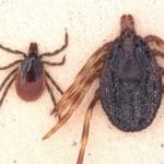 vergleich_riesenzecke_holzbock