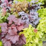 blattschmuckpflanzen