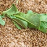 Mehlwürmer beim Fressen