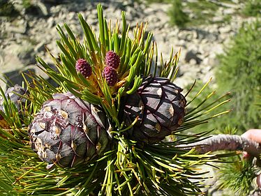 Pinus cembra in den Alpen