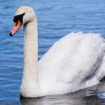 Female mute swan swimming in a lake
