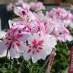 Amazon White with Eye