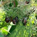 popillia japonica japankäfer