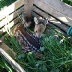 Rehkitze_Rehkitzrettung-Schweiz