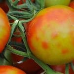 Tomatenvirus-Jordanvirus