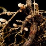 Lotus_pedunculatus11_ies