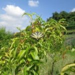 Segelfalter-Weinbergpfirsich-Tessin