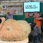 der grösste kürbis der Welt