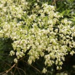 Japanischer_Schnurbaum