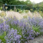 Katzenminze in Kombination