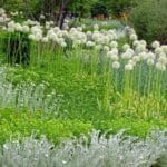 Weiss und Grün im Beet