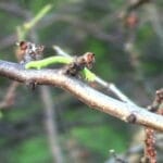 Vorschaubild Frostspanner