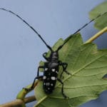 asiatischer_laubholzbockkaefer-maennlicherkaefer