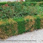 volutellabefallbuchsbaum