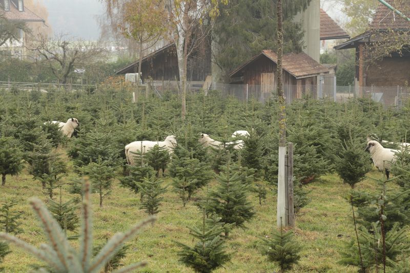 Weihnachtsbaumplantage