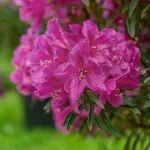 Grazeasy Rhododendron