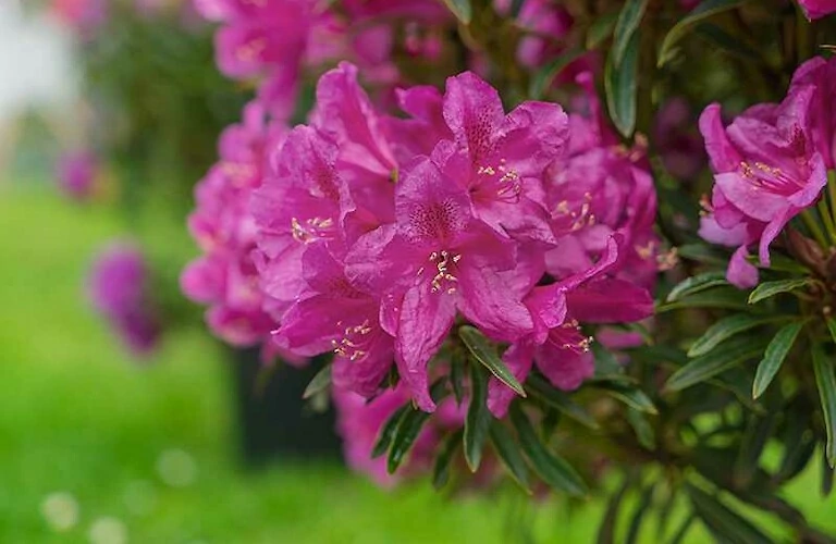 Grazeasy Rhododendron