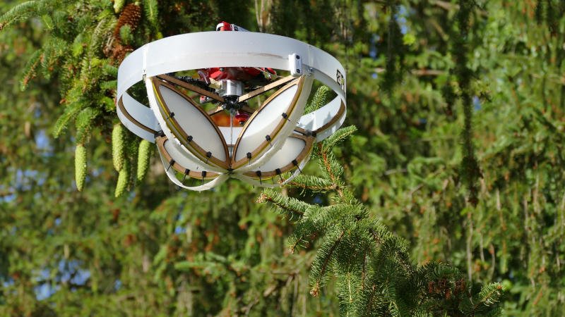 Drohne im Baum 