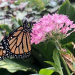 Monarchfalter