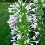 File source: http://commons.wikimedia.org/wiki/File:Morina_longifolia_3.jpg