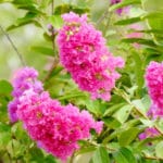 laagerstroemia indica