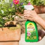 Fungisan_Rosen-_und_Buxus-Pilzfrei