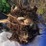 Befallener Wurzelstoick