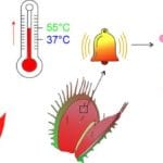 Hitzesensor Grafik Venus Fliegenfalle