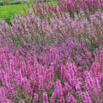 Lythrum – Seine Blütenkerzen bewahren Haltung und wachsen als fröhliche Ausrufezeichen im Beet oder am Teichrand
