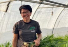 Warum Schweizer Ingwer nur kurz verfügbar ist