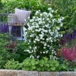 Philadelphus Pearls of Perfume