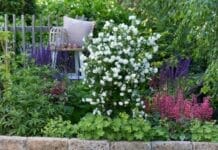 Pearls of Perfume – Philadelphus reloaded Pfeifenstrauch Pearls of Perfume