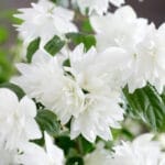 Philadelphus Pearls of Perfume (4)
