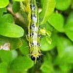 Ruape Buchsbaumzünsler