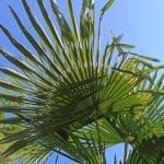 befallenes_palmenblatt