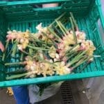 ingwer für den wochenmarkt