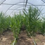 ingweranbau_in_der_ schweiz