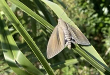 Neu im Tessin: Die Palmenmotte breitet sich aus
