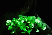 Neue Züchtung: im Dunkeln leuchtende Petunien Leuchtende Petunie