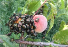 Ausbreitung des Japankäfers: Diesen Sommer ist Vorsicht geboten