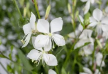 Pflanzen des Jahres 2025: Neuheiten für Beet und Balkon Oenothera Nachtkerez