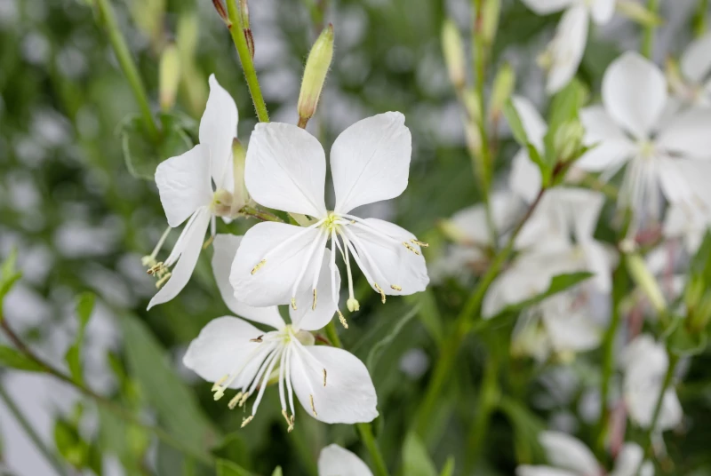 Pflanzen des Jahres 2025: Neuheiten für Beet und Balkon Oenothera Nachtkerez