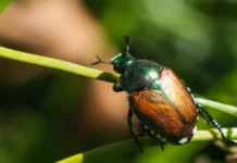 Ausbreitung des Japankäfers: Neuer Notfallplan tritt in Kraft Japankäfer